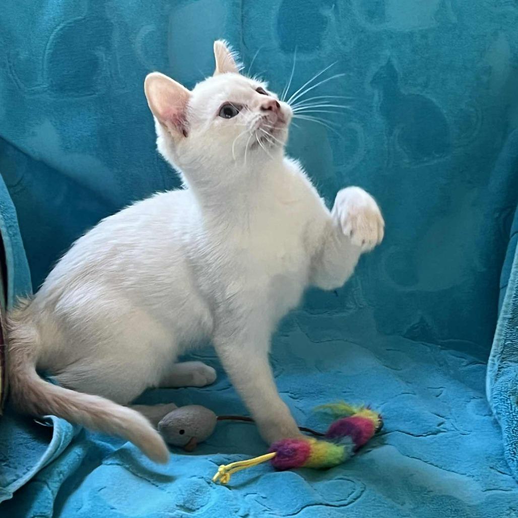 Enlarge Lucky, a Adoptable Siamese in Agoura Hills, CA image 5/6