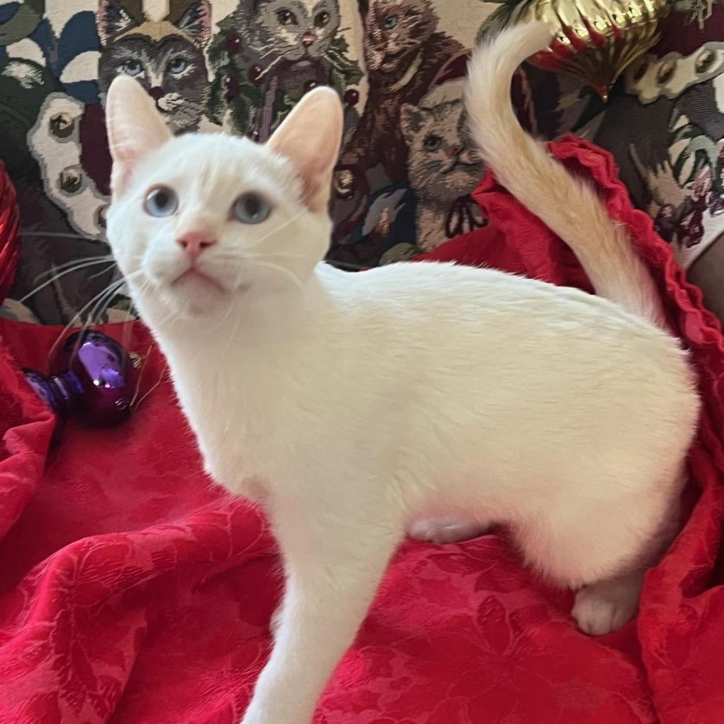 Enlarge Lucky, a Adoptable Siamese in Agoura Hills, CA image 6/6