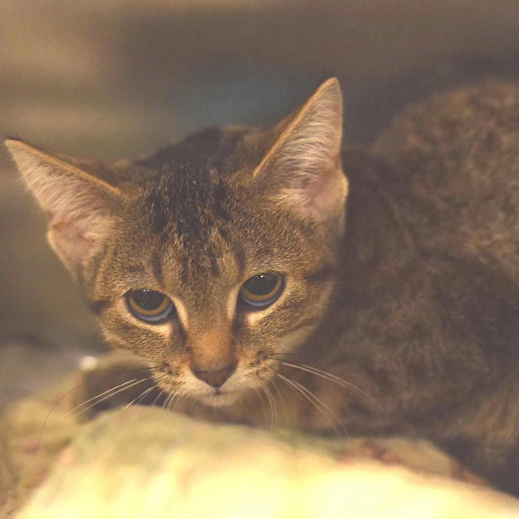 Quinn Fabray - Petsmart Belleville, Adoptable, Kitten Female Domestic Short Hair.