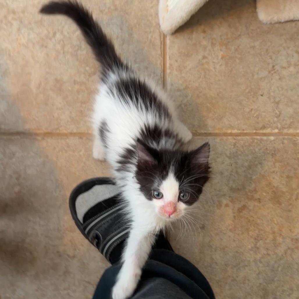 Lenny, Adoptable, Young Male Domestic Medium Hair & Domestic Short Hair.