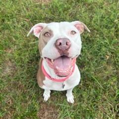 Petunia, Adoptable, Adult Female Pit Bull Terrier.