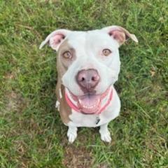 Enlarge Petunia, a Adoptable Pit Bull Terrier in Lake Panasoffkee, FL image 2/6