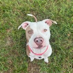 Enlarge Petunia, a Adoptable Pit Bull Terrier in Lake Panasoffkee, FL image 4/6