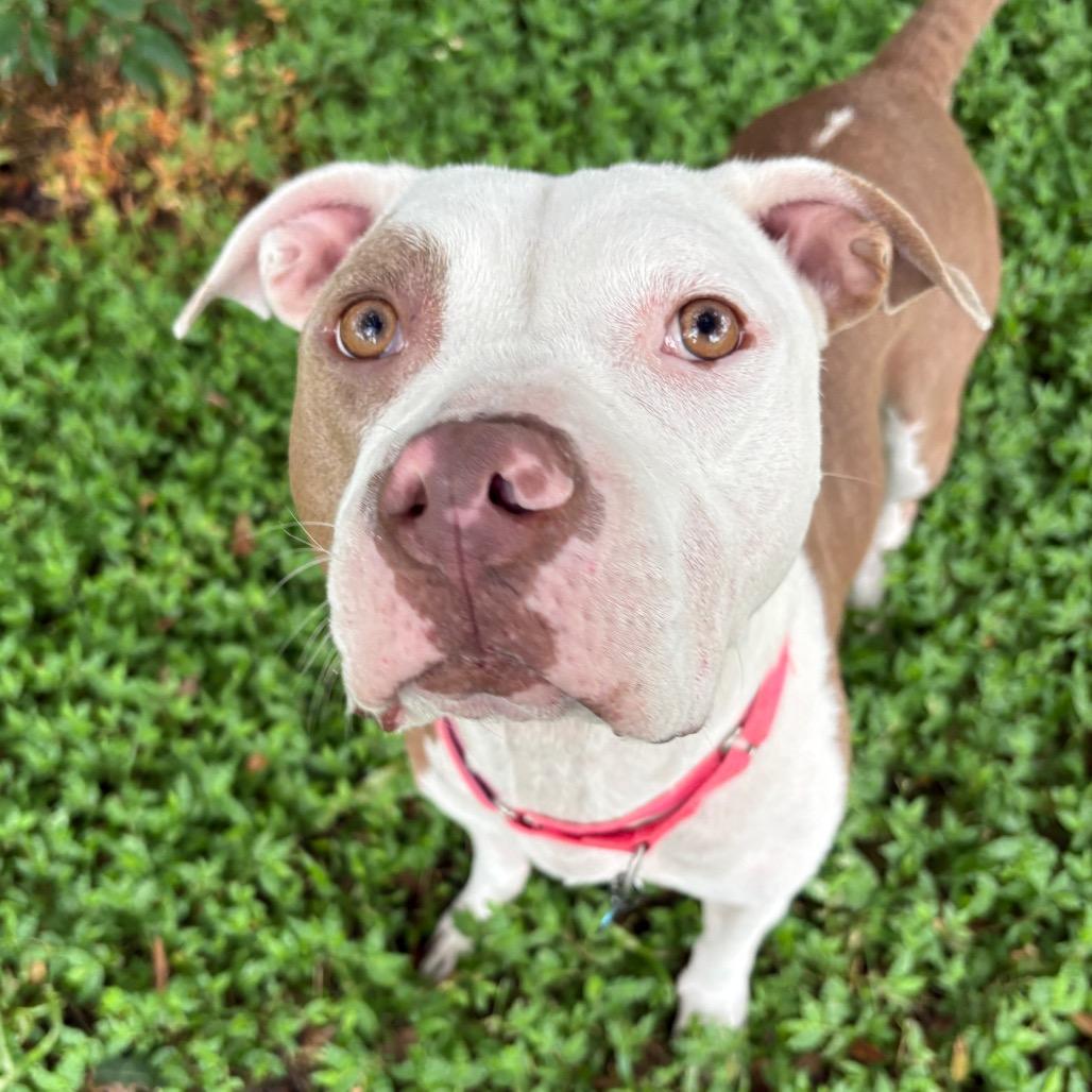 Enlarge Petunia, a Adoptable Pit Bull Terrier in Lake Panasoffkee, FL image 5/6