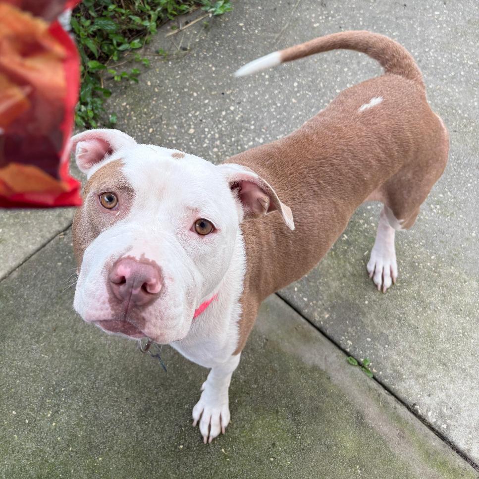 Enlarge Petunia, a Adoptable Pit Bull Terrier in Lake Panasoffkee, FL image 6/6