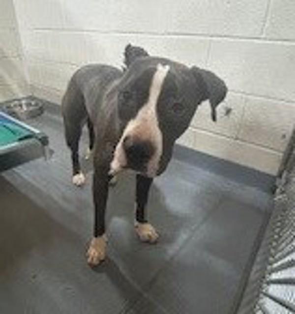 26-04-1052a Suki, Adoptable, Adult Female Pit Bull Terrier.