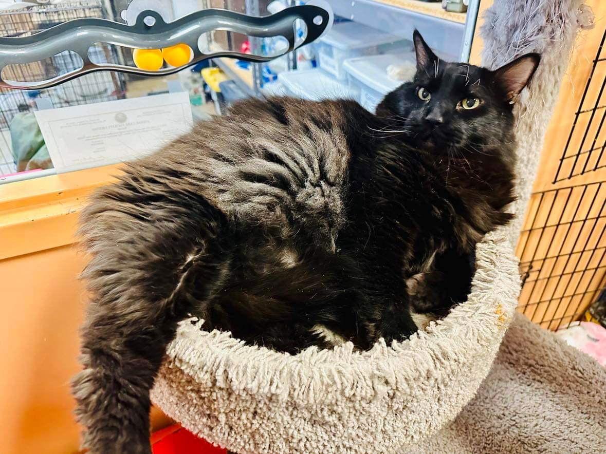 Enlarge Cadfael, a Adopted Domestic Medium Hair in Eureka, MO image 3/3