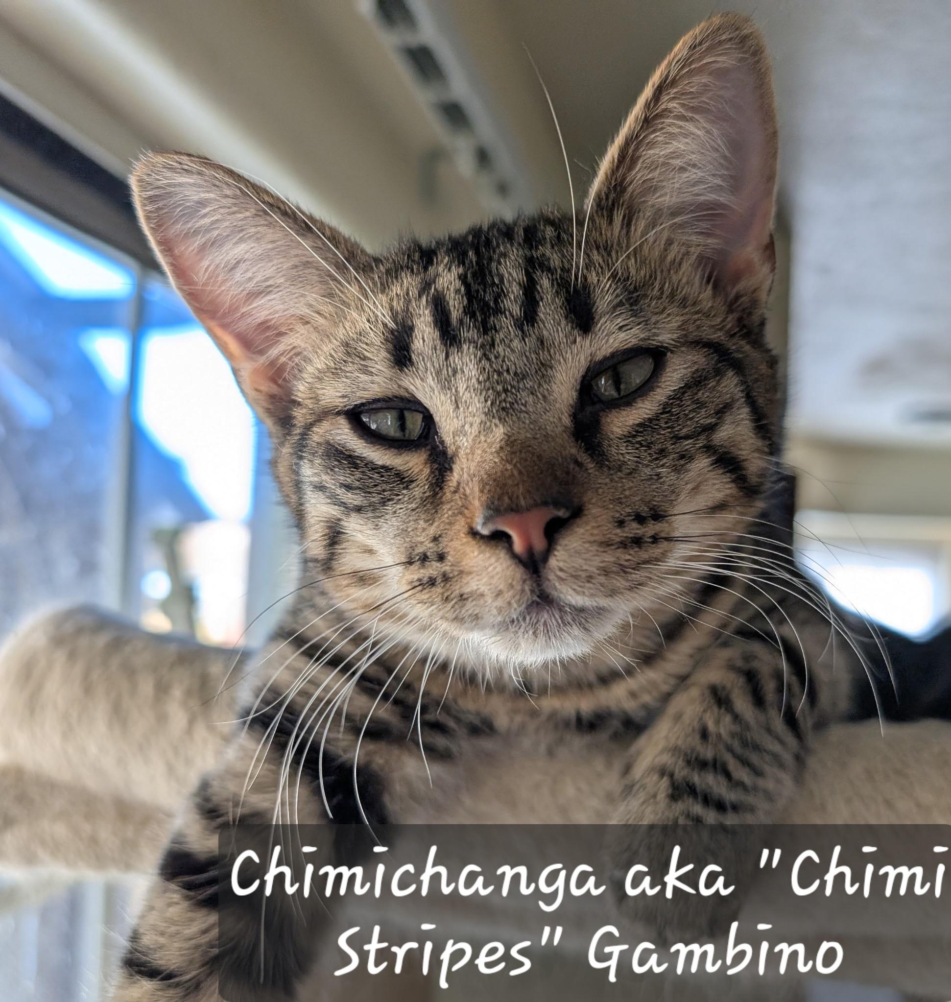Chimichanga aka "Chimi Stripes" Gambino, adopted, Young Male Domestic Short Hair & Tabby.