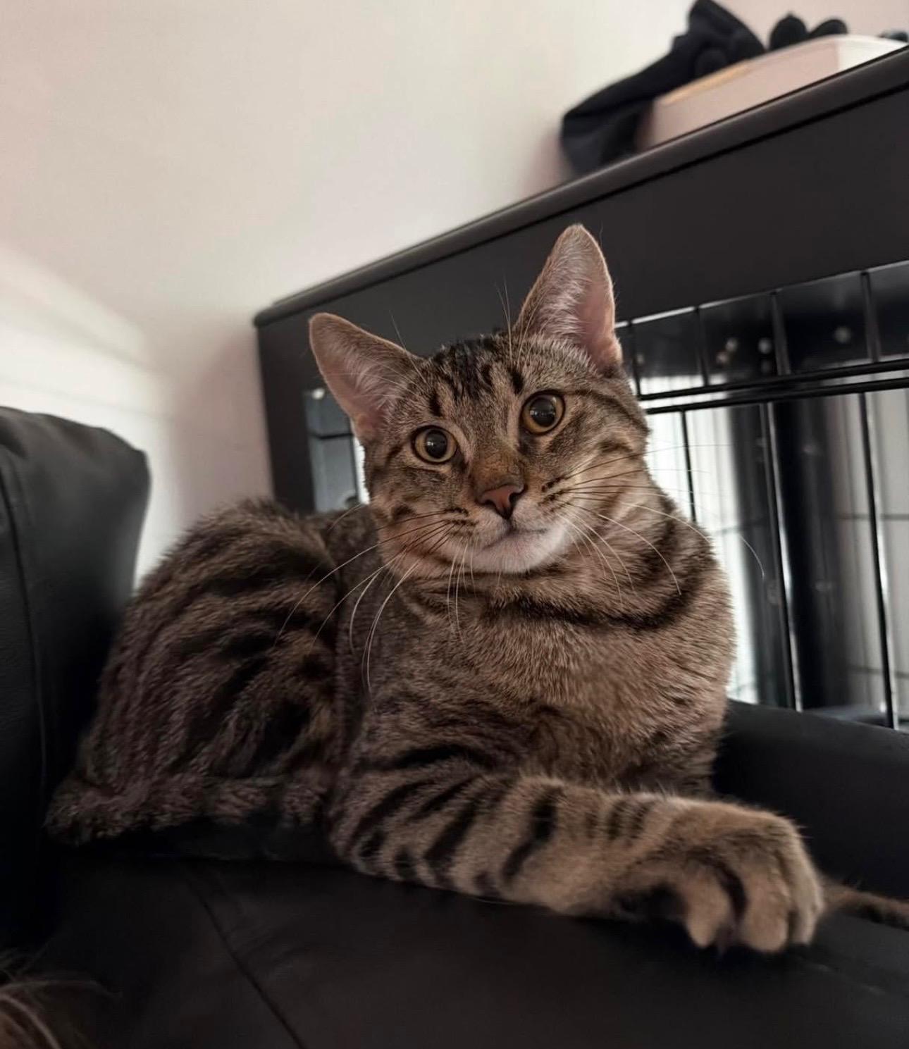 Cash, a Adoptable Domestic Medium Hair in San Diego, CA image 4/5