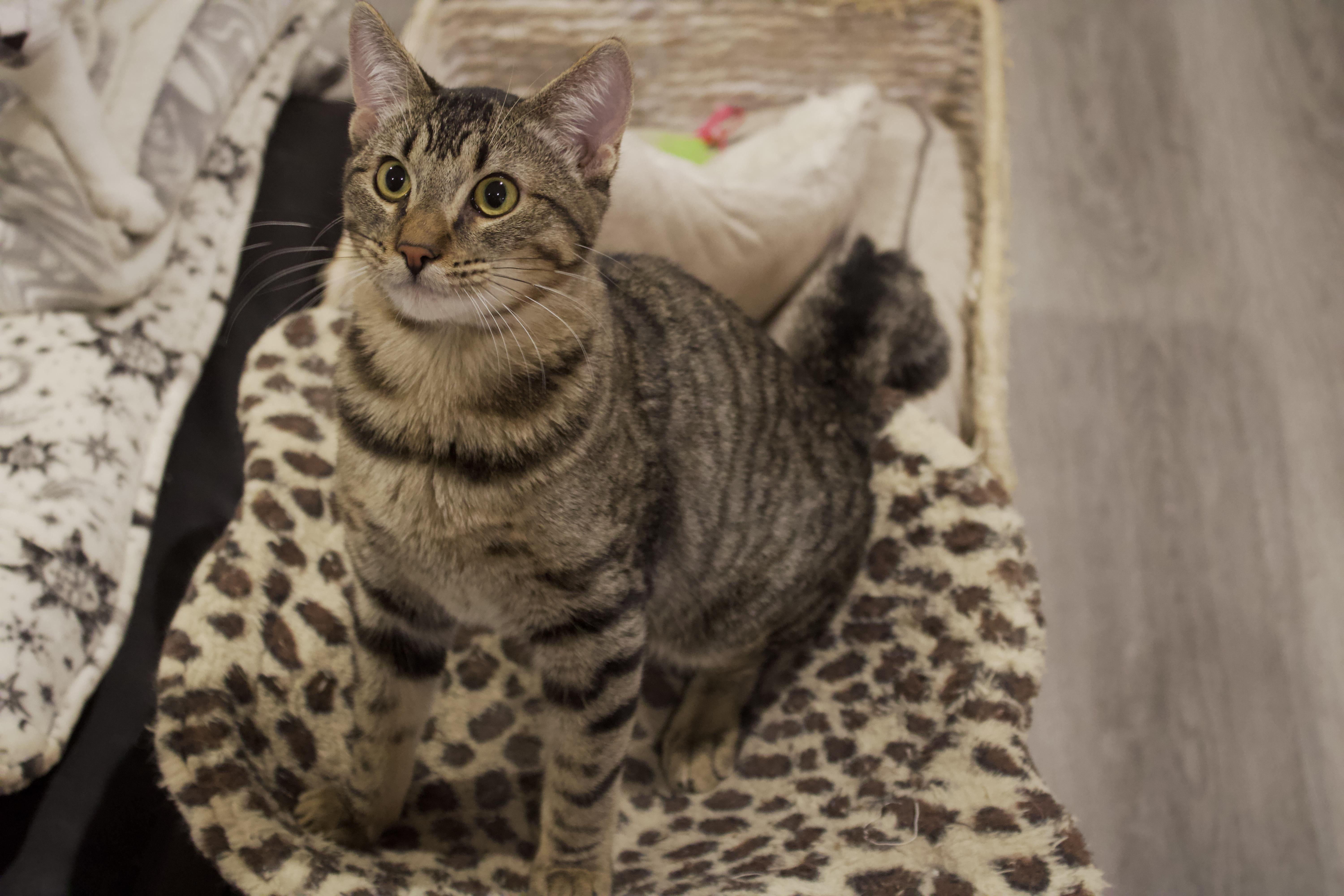 Cash, a Adoptable Domestic Medium Hair in San Diego, CA image 5/5