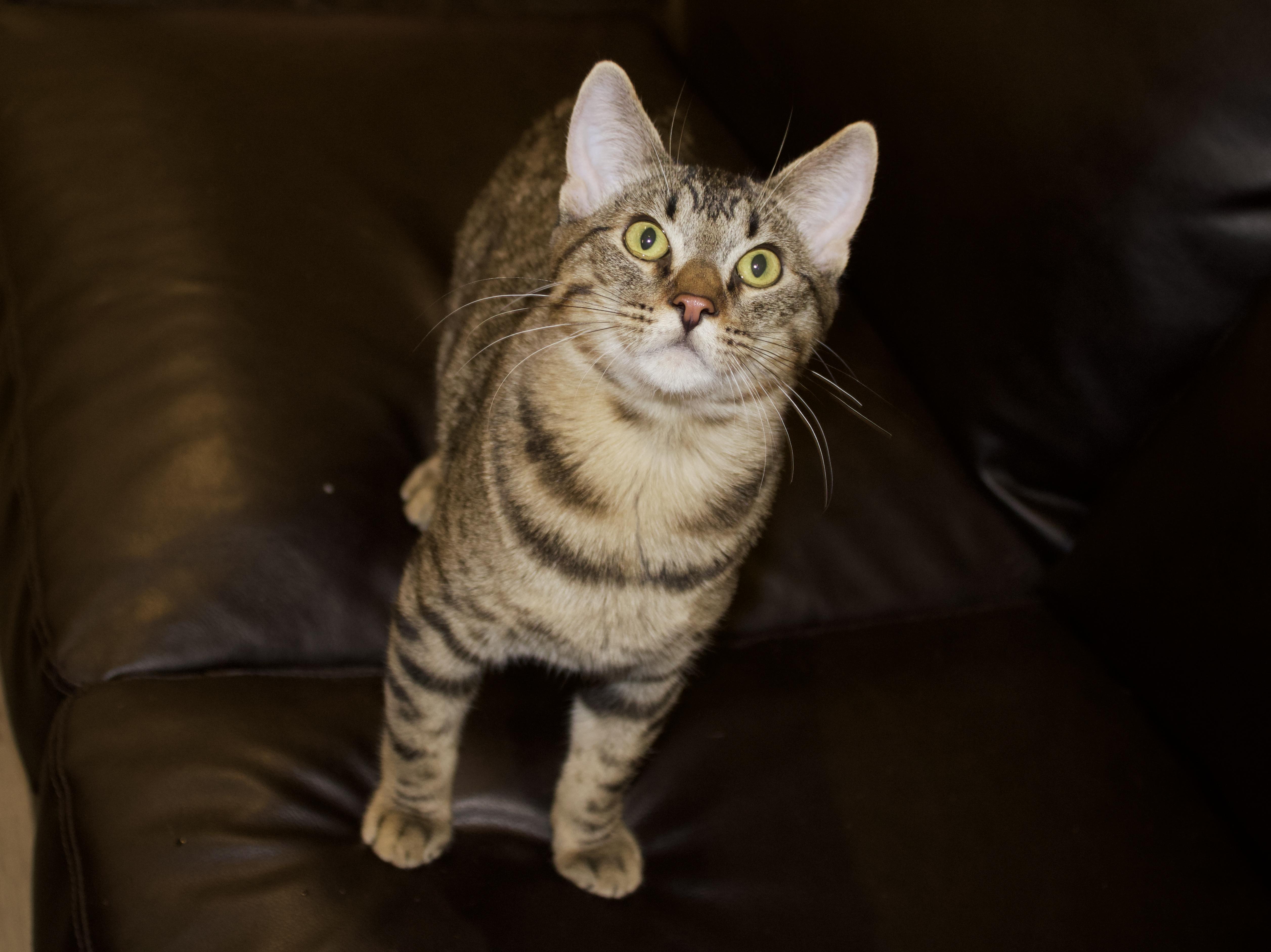 Cash, Adoptable, Kitten Male Domestic Medium Hair.