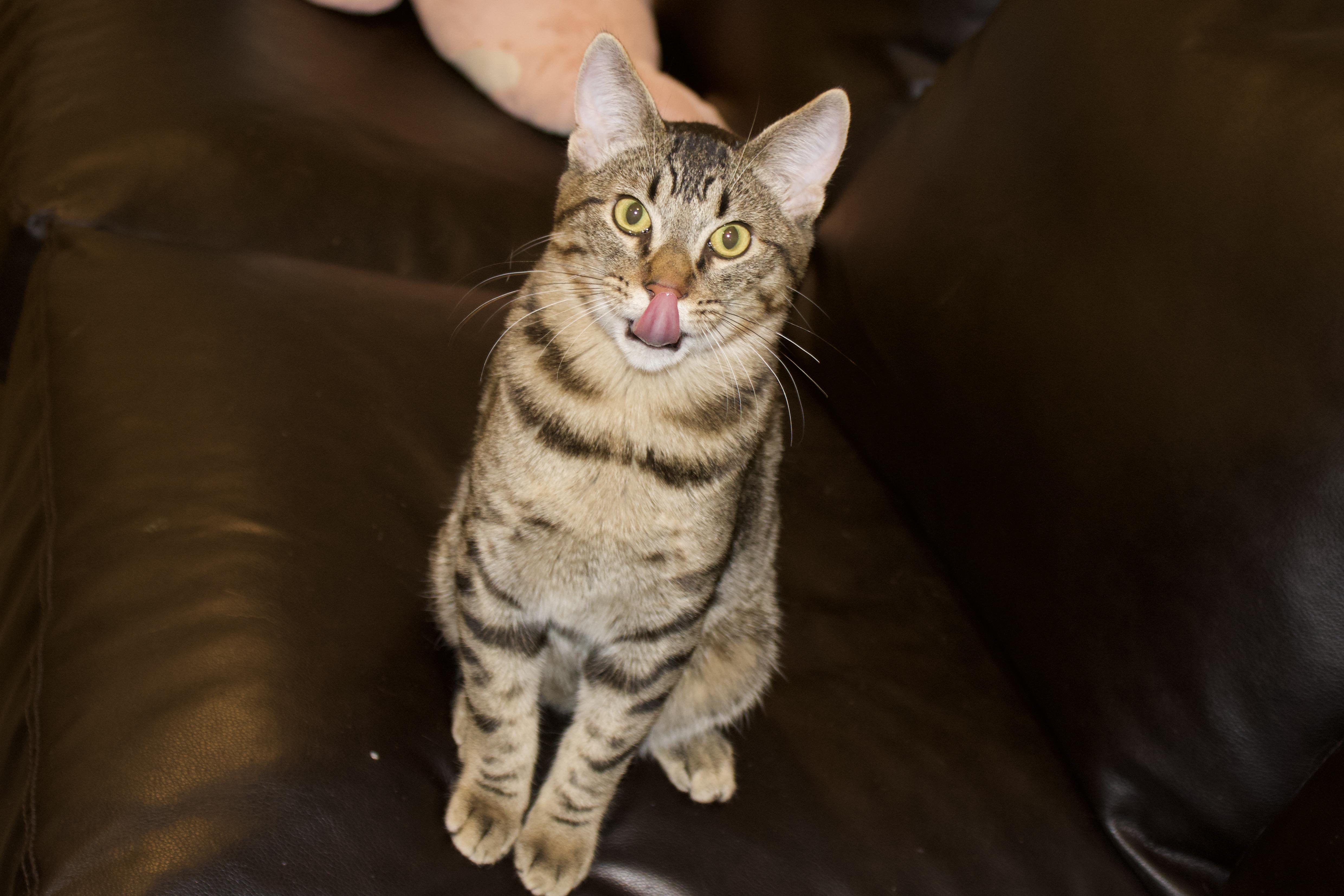 Cash, a Adoptable Domestic Medium Hair in San Diego, CA image 3/5
