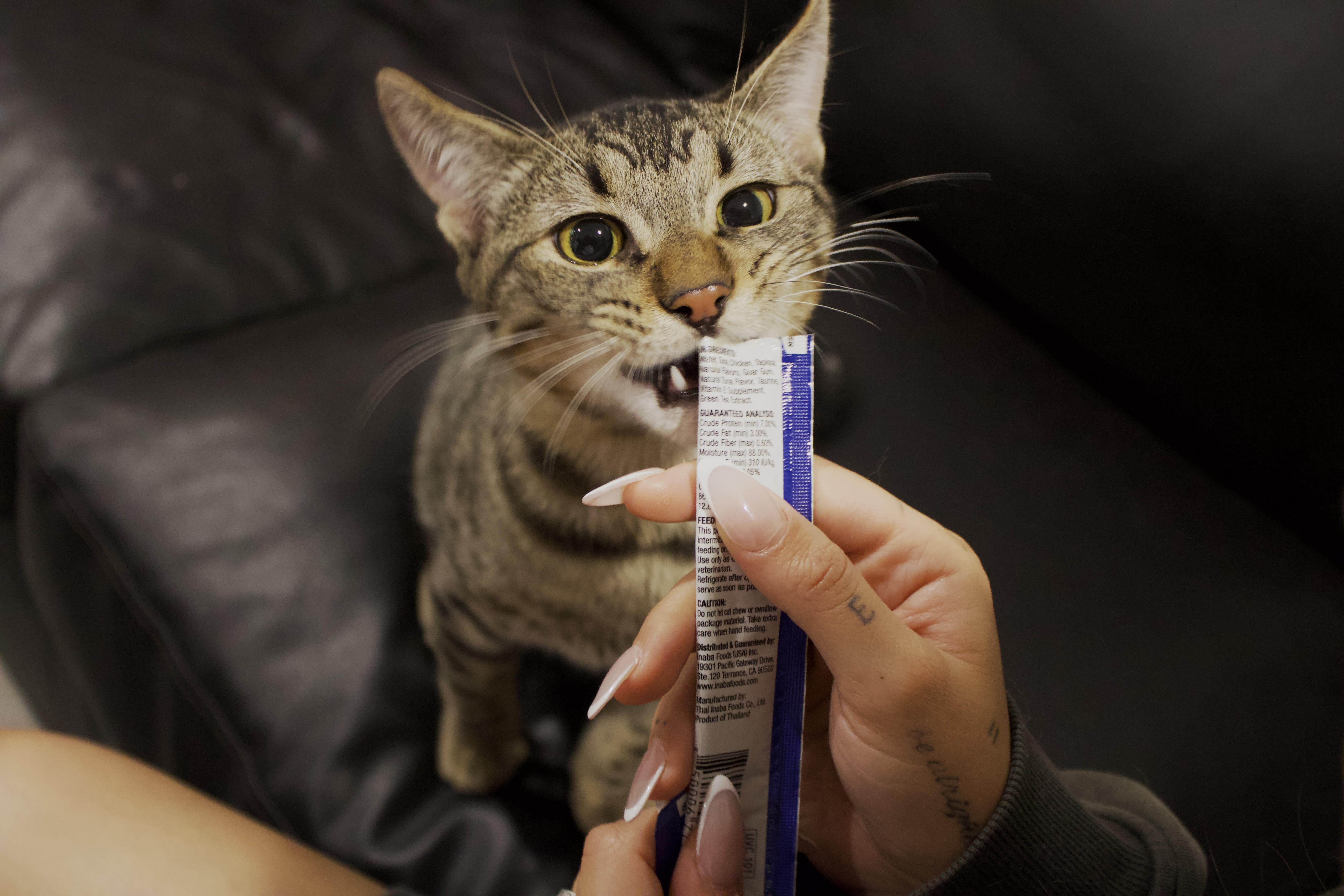 Cash, a Adoptable Domestic Medium Hair in San Diego, CA image 2/5