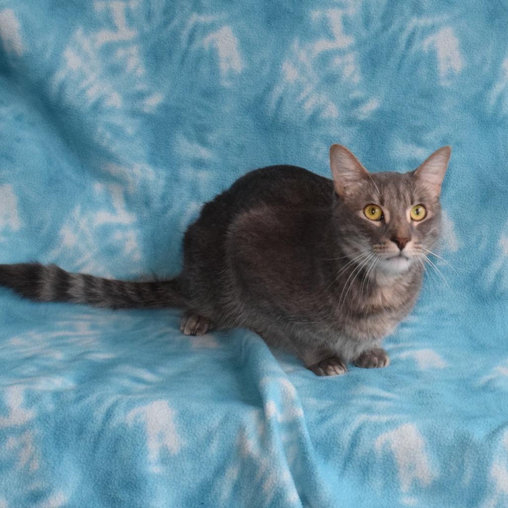 Gravy, a Adoptable Domestic Short Hair in Eureka, CA image 2/3
