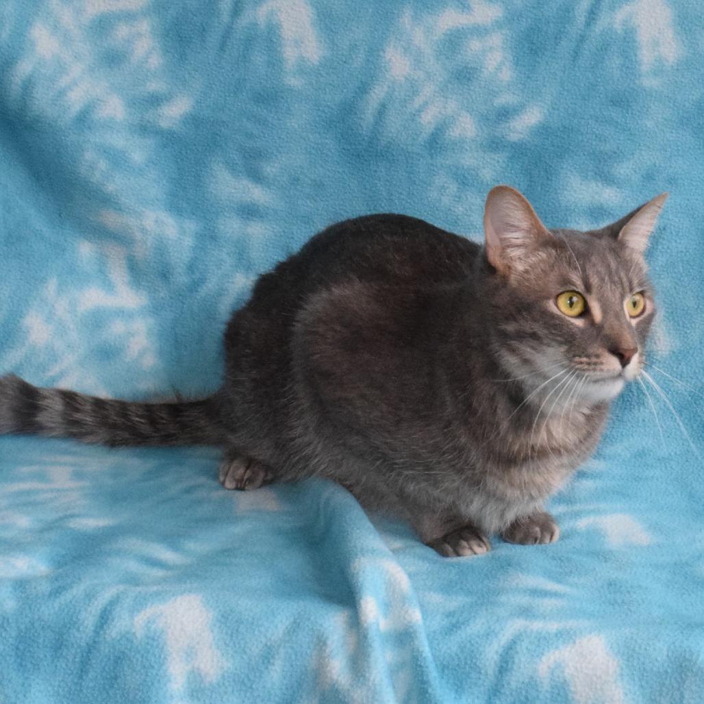 Gravy, a Adoptable Domestic Short Hair in Eureka, CA image 3/3