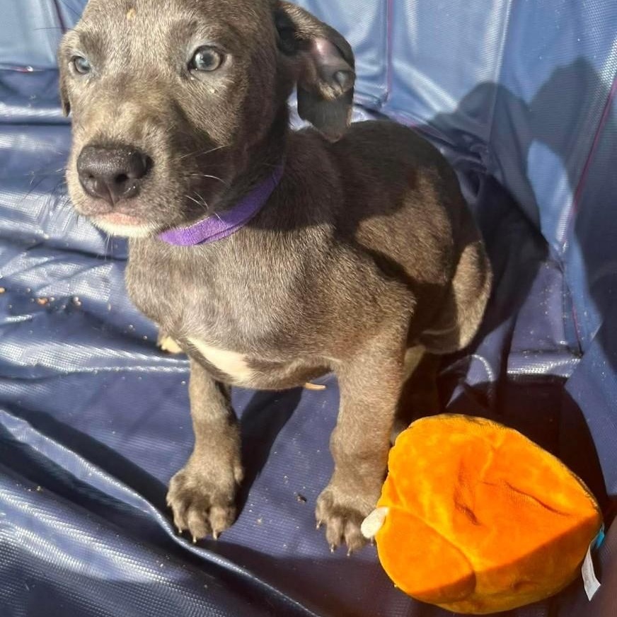 Enlarge Fig, an adopted Labrador Retriever in Hampton, VA image 1/1