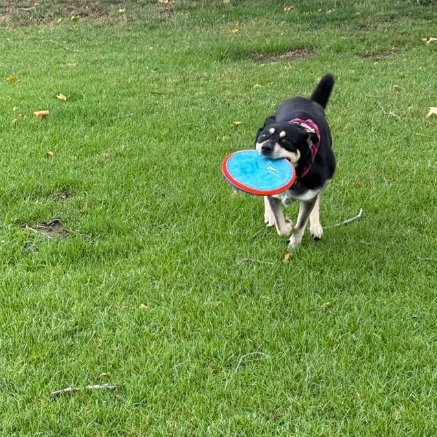 Enlarge Bailey, a Adoptable mixed breed in Studio City, CA image 2/3