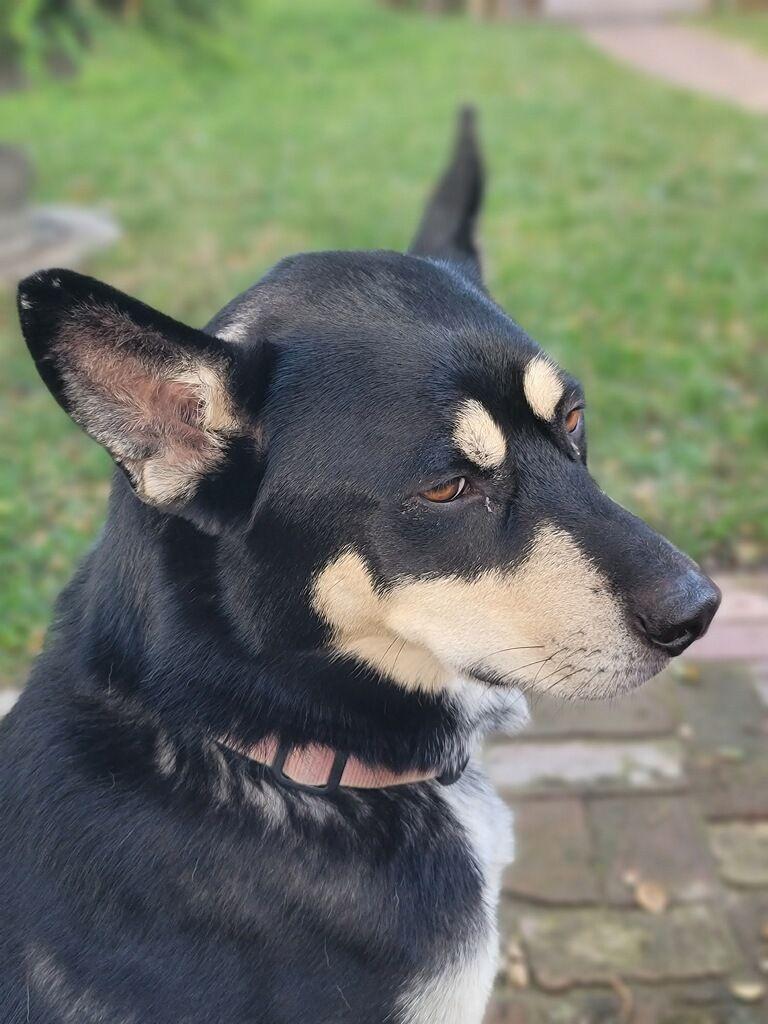 Enlarge Bailey, a Adoptable mixed breed in Studio City, CA image 5/6