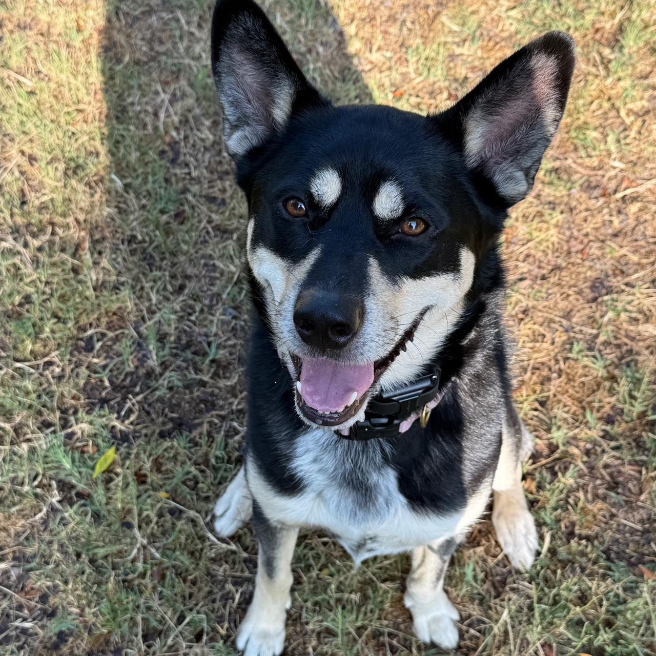 Bailey, Adoptable, Young Female Husky & German Shepherd Dog.
