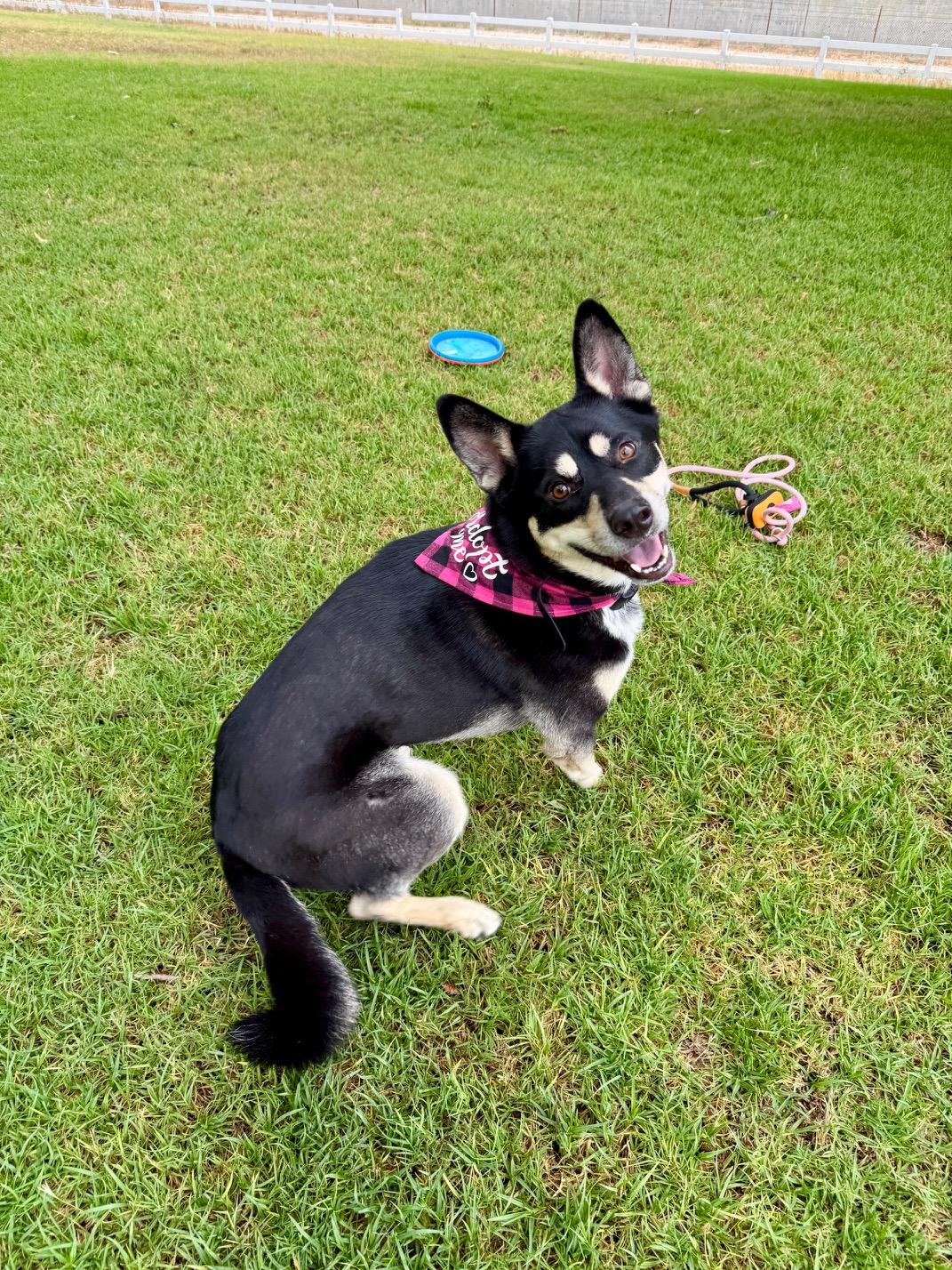 Enlarge Bailey, a Adoptable mixed breed in Studio City, CA image 1/3