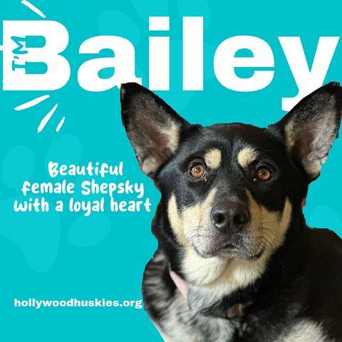 Bailey, Adoptable, Young Female Husky & German Shepherd Dog.