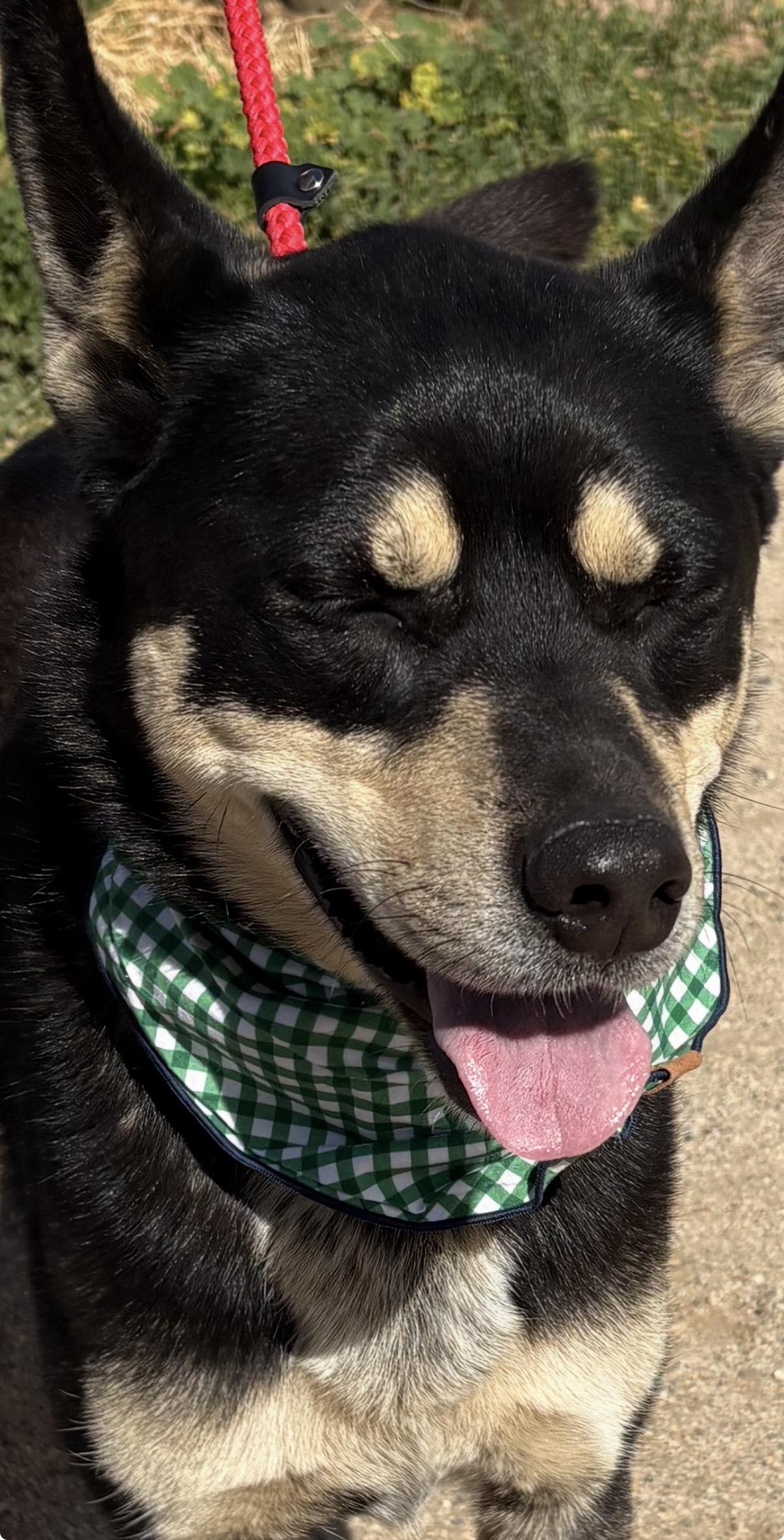 Bailey, a Adoptable mixed breed in Long Beach, CA image 3/5