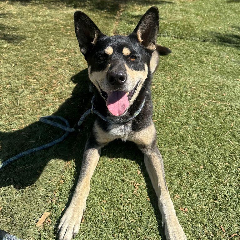 Enlarge Bailey, a Adoptable mixed breed in Long Beach, CA image 3/6