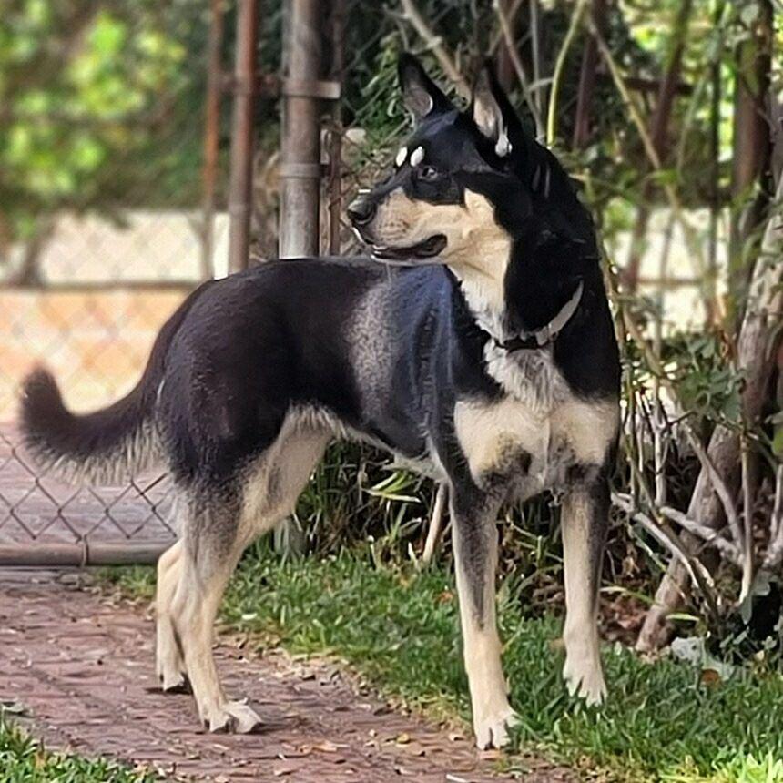 Bailey, Adoptable, Young Female Husky & German Shepherd Dog.