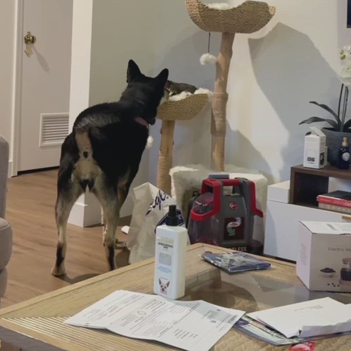 Enlarge Bailey, a Adoptable mixed breed in Studio City, CA video 3/3