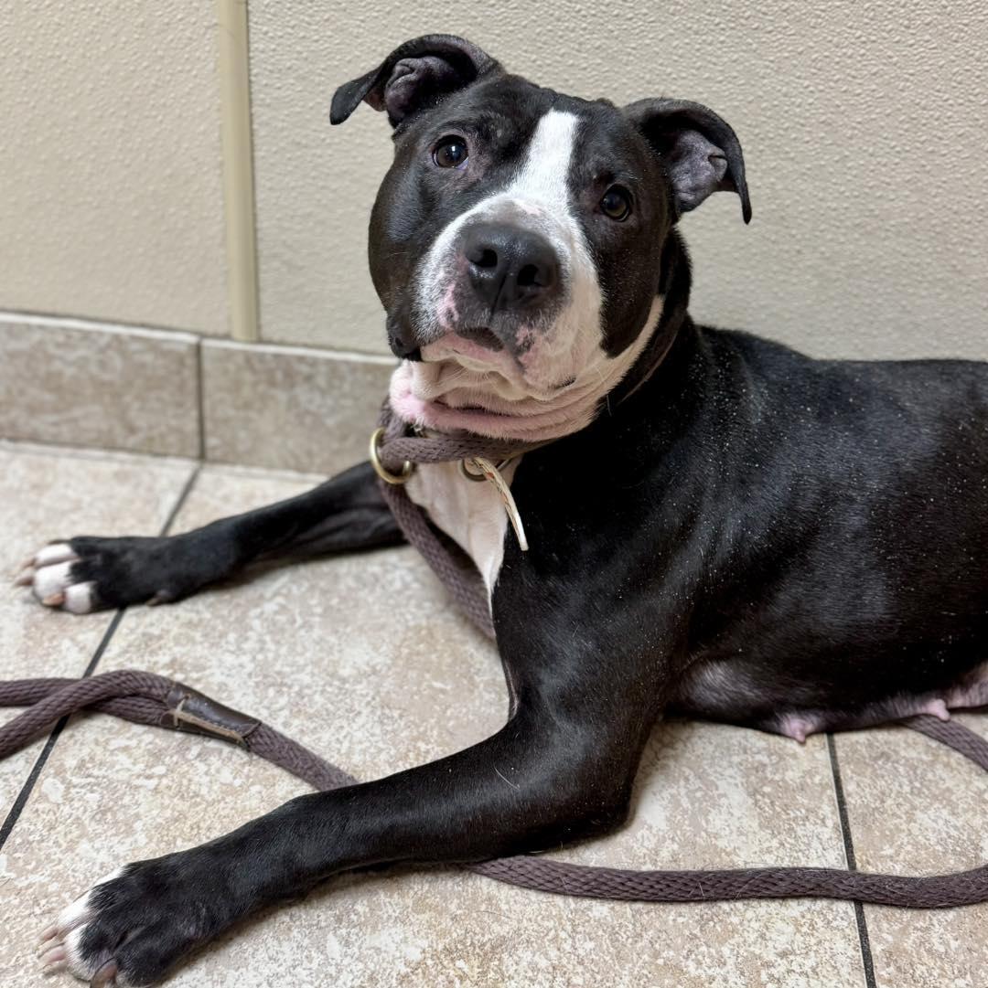 Enlarge Maya, a ADOPTABLE Pit Bull Terrier in Newfoundland, NJ image 2/3