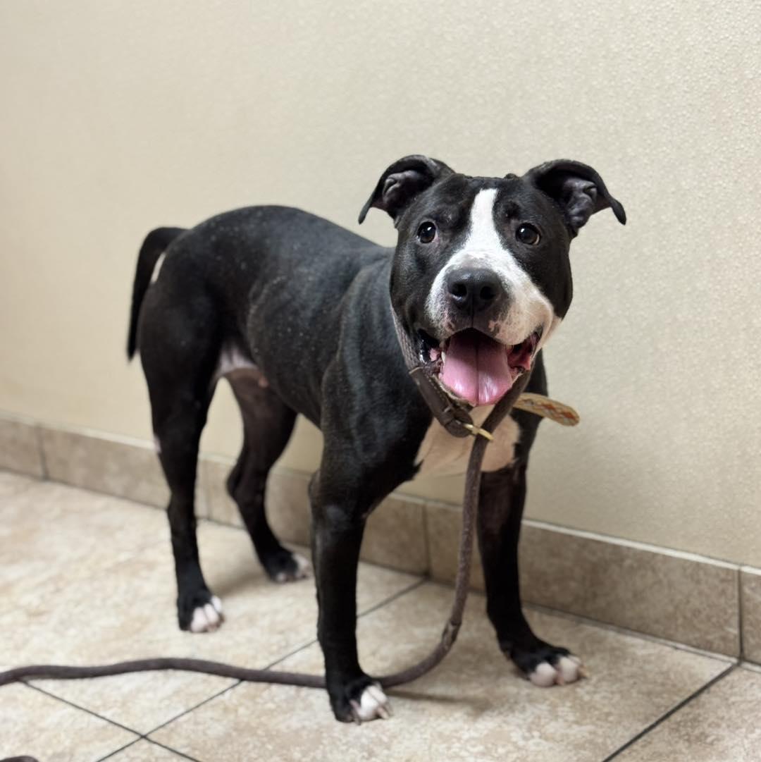 Maya, ADOPTABLE, Adult Female Pit Bull Terrier.