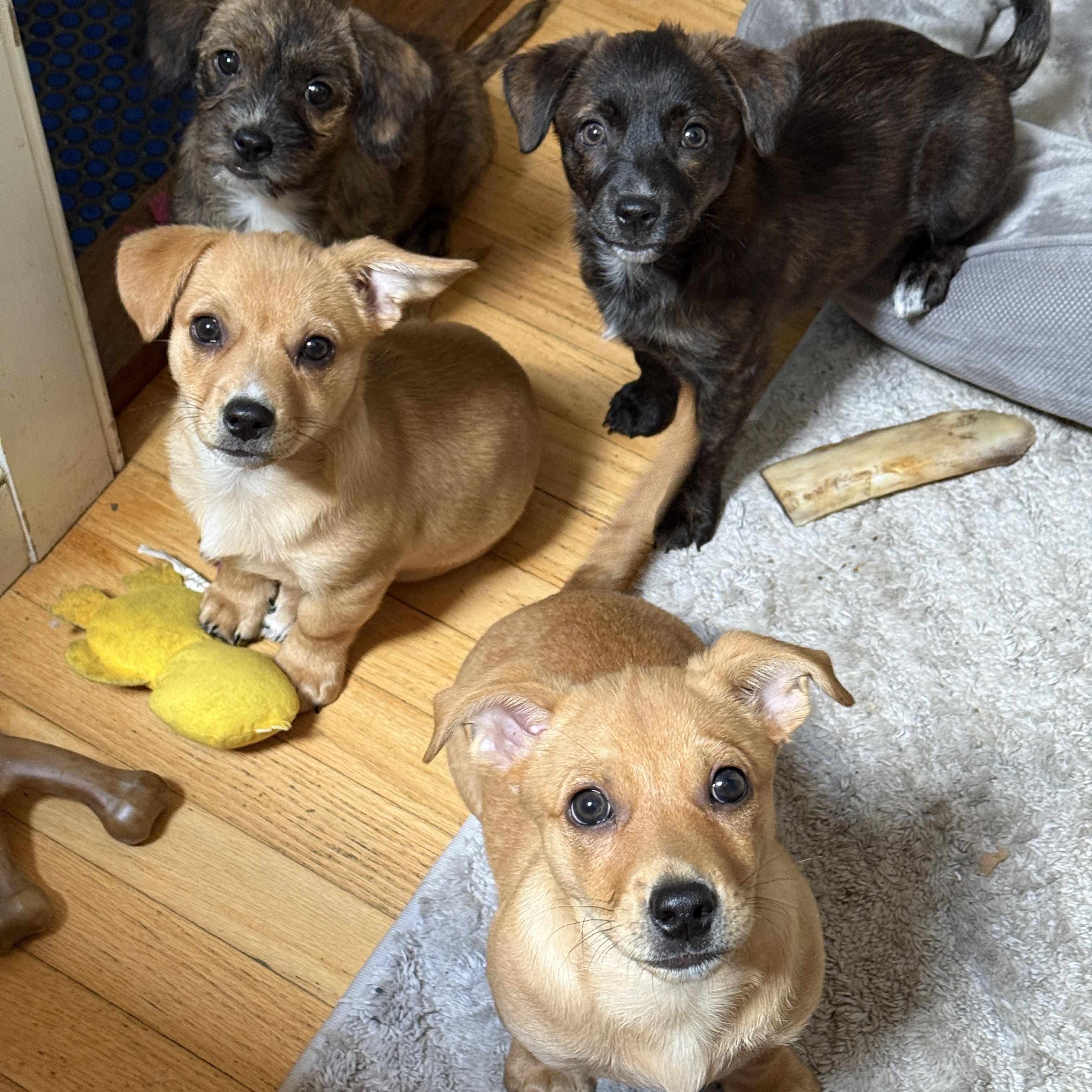 Enlarge Gordon and Millie, an adopted mixed breed in Los Angeles, CA image 5/5