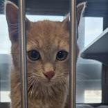 Tarzan, adopted, Young Male Domestic Short Hair.