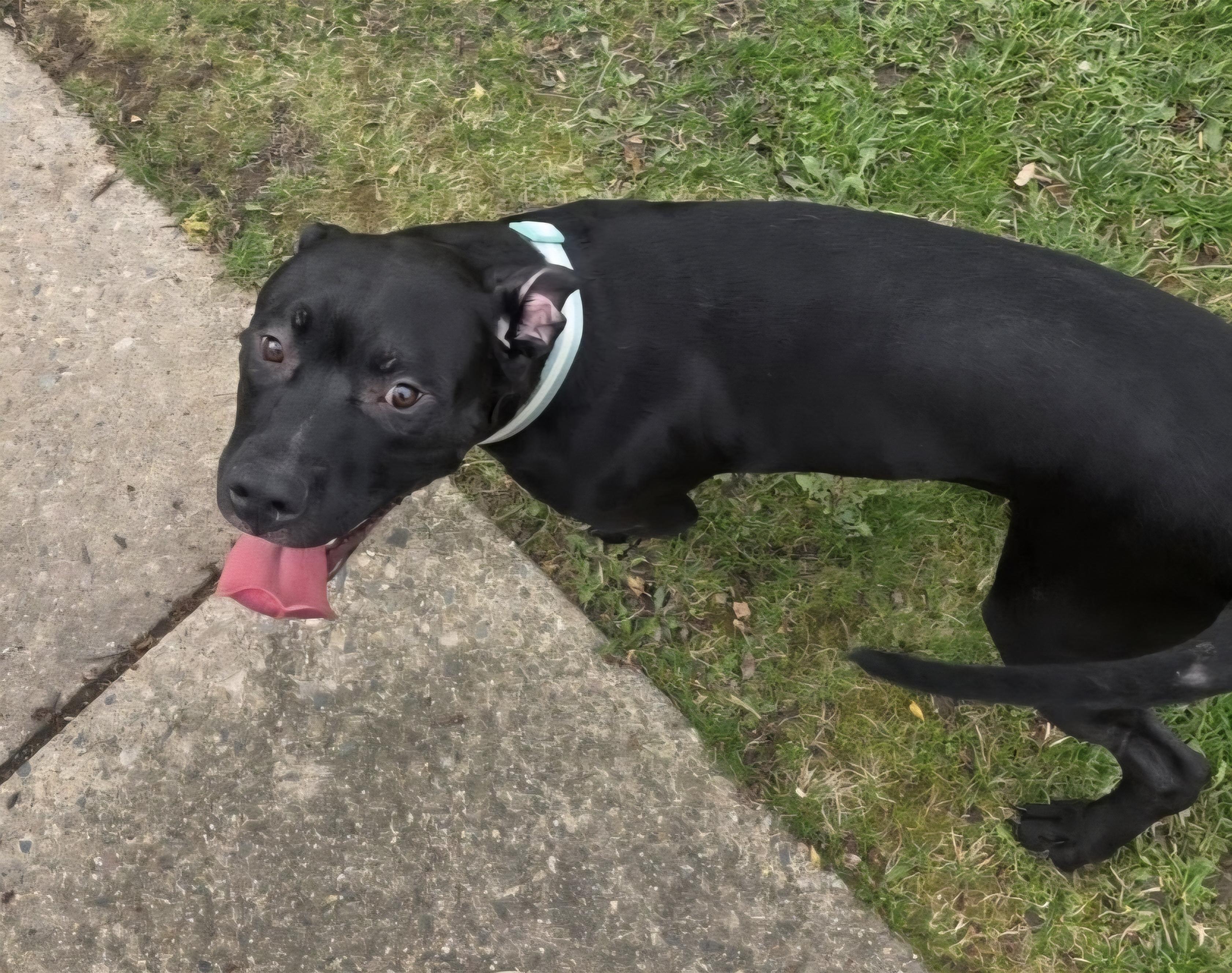 Beefcake, a ADOPTABLE mixed breed in Milford, MI image 1/2