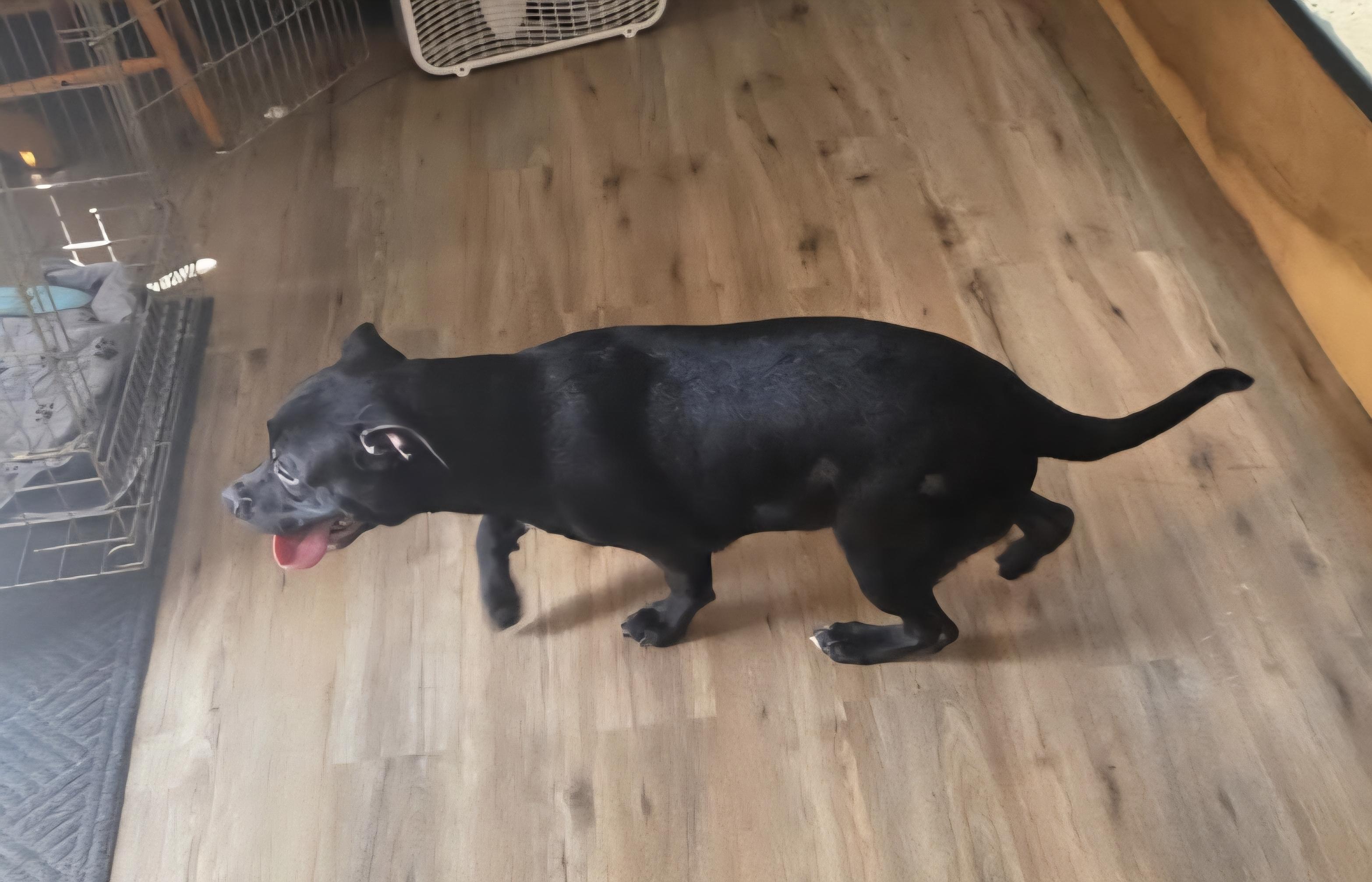 Beefcake, a ADOPTABLE mixed breed in Milford, MI image 2/2