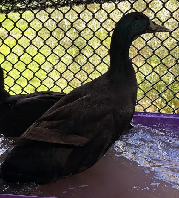 Kevin Heart, Adoptable, Young Male Duck.
