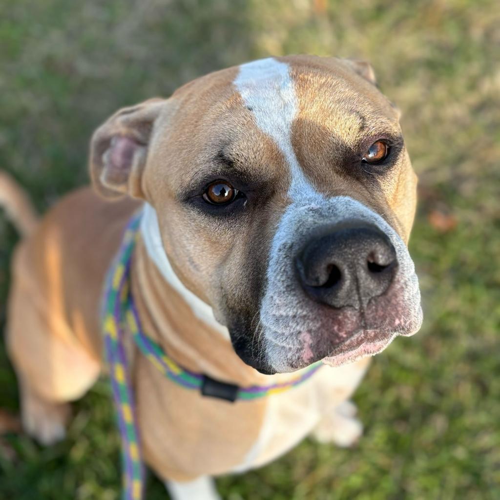 Murdock, Adoptable, Adult Male Mixed Breed.