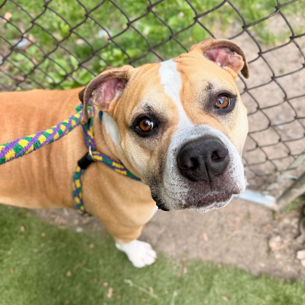 Enlarge Murdock, a Adoptable Mixed Breed in Davenport, IA image 2/6