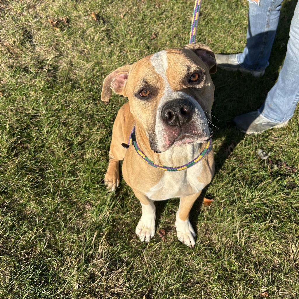 Enlarge Murdock, a Adoptable Mixed Breed in Davenport, IA image 3/6