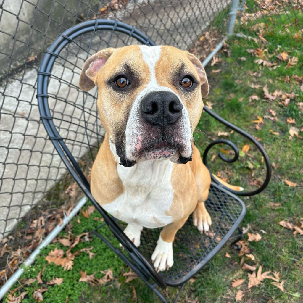 Enlarge Murdock, a Adoptable Mixed Breed in Davenport, IA image 6/6