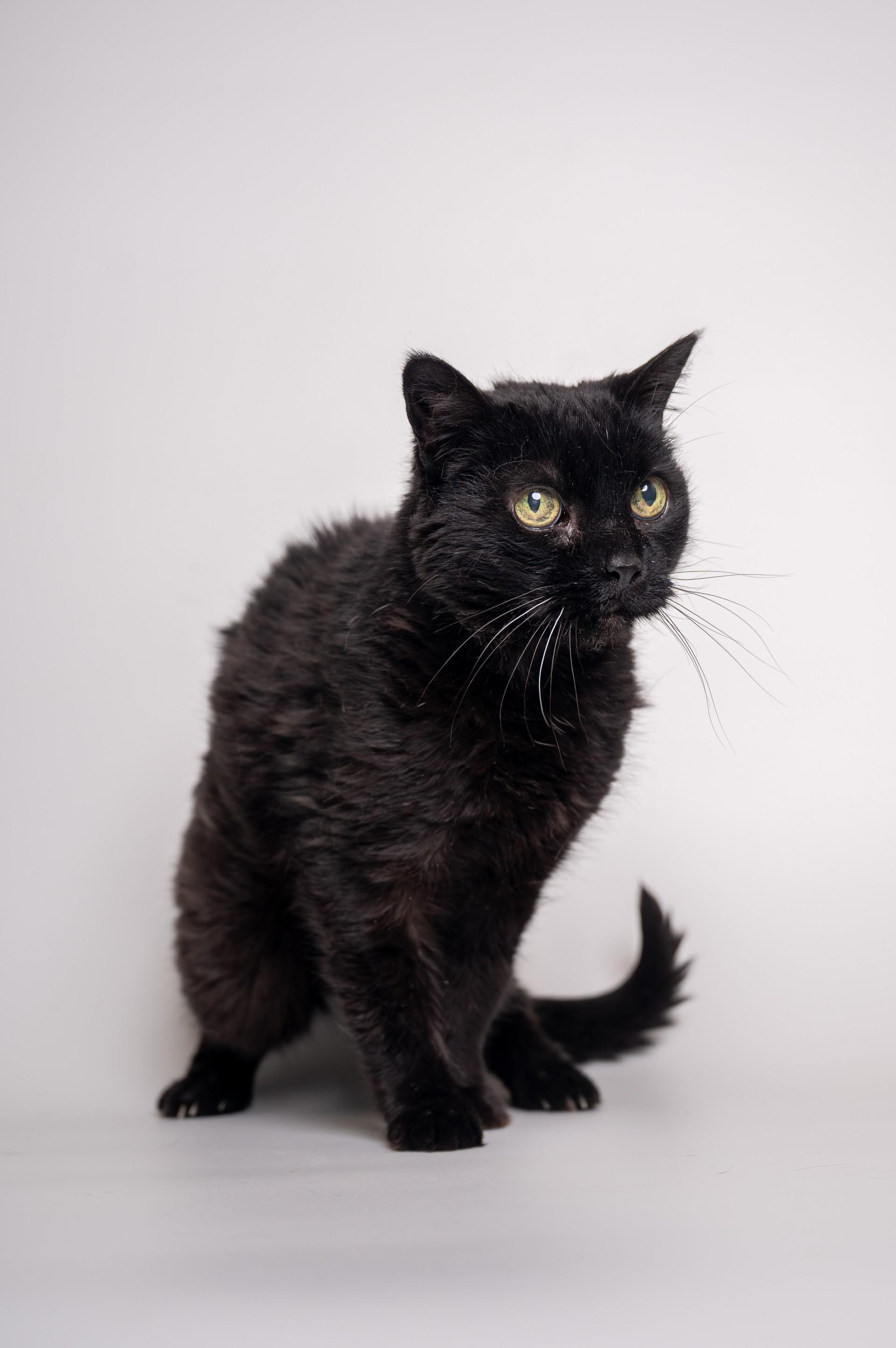 Belinda, Senior Female Domestic Short Hair