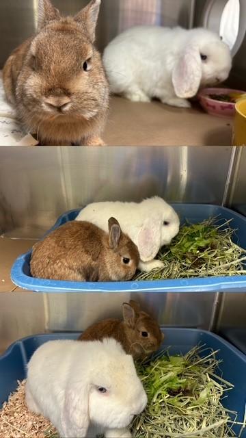 PIPER, Adoptable, Adult Female Netherland Dwarf.