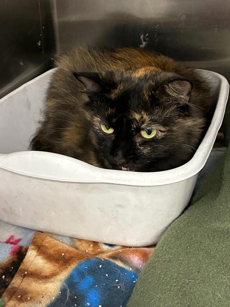 Cinnamon, Adoptable, Adult Female Domestic Long Hair.
