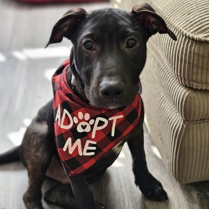 Miles, Adopted, Puppy Male Labrador Retriever.