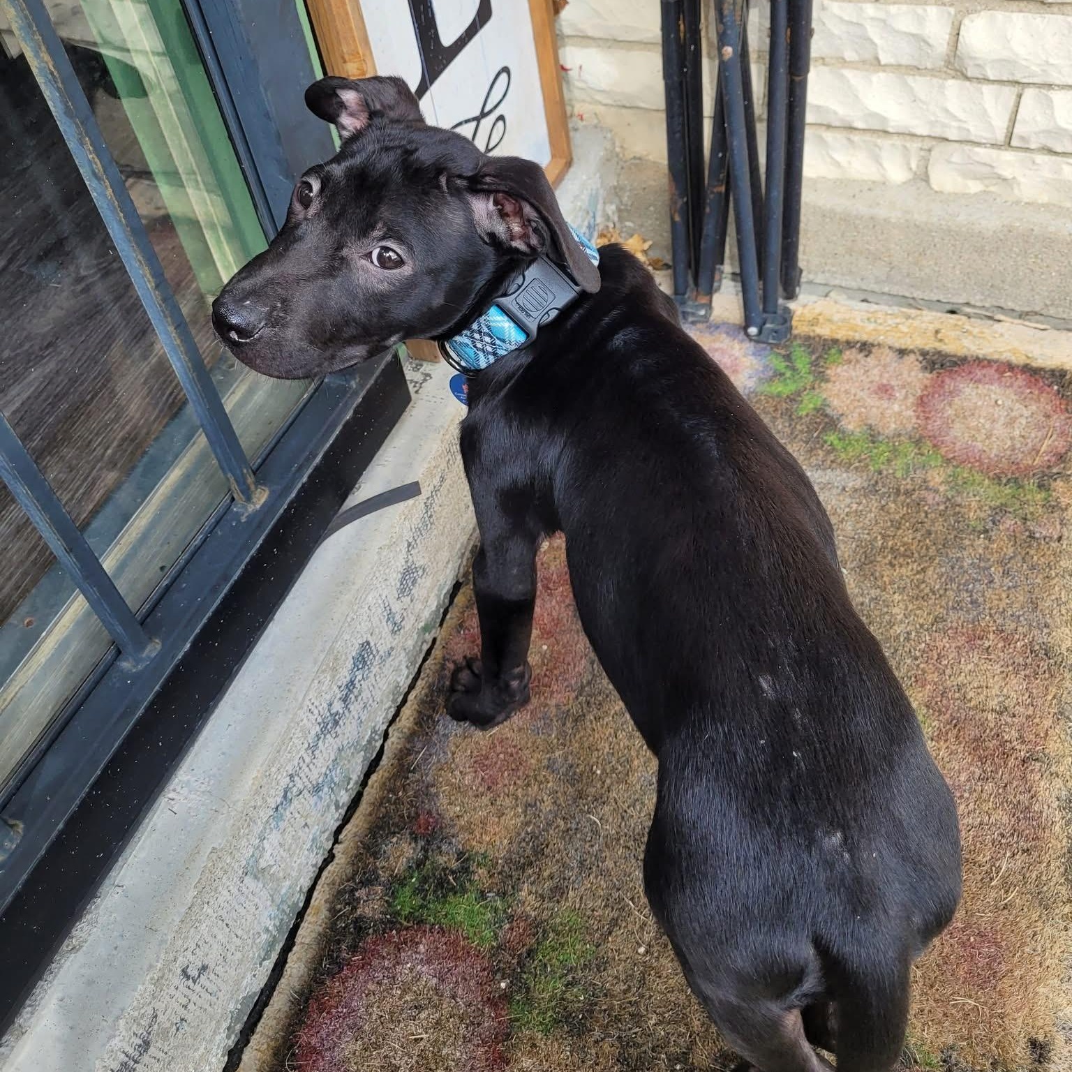 Miles, a Adopted mixed breed in Englewood, OH image 3/6