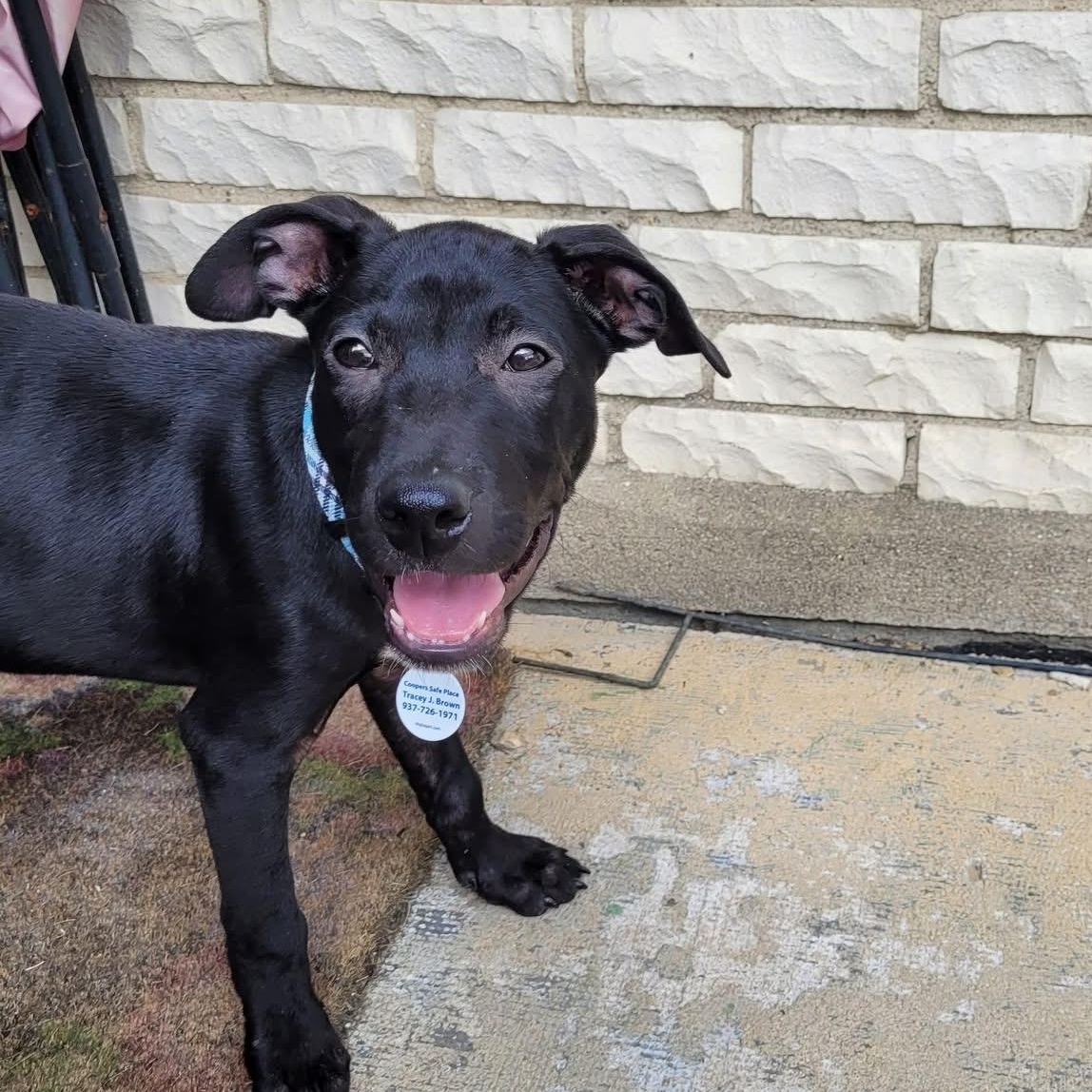 Miles, a Adopted mixed breed in Englewood, OH image 4/6