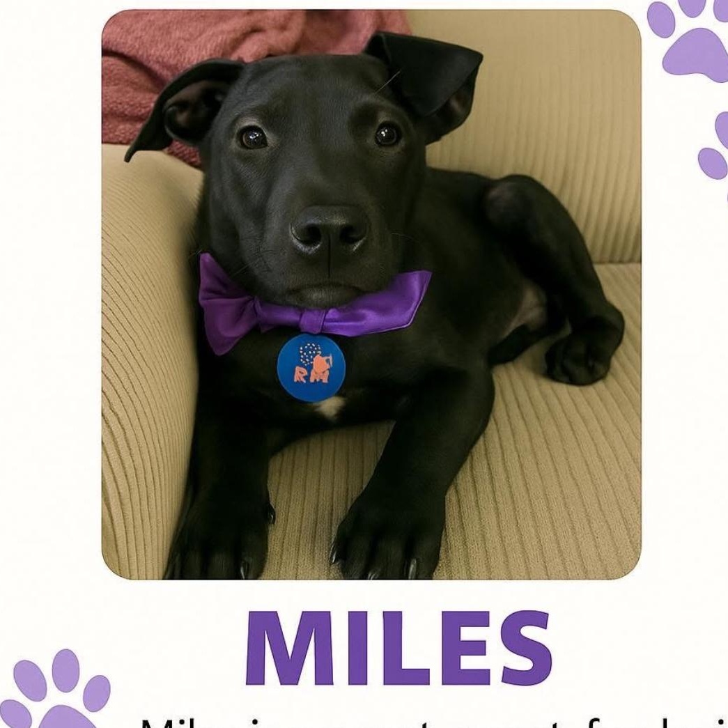 Miles, a Adopted mixed breed in Englewood, OH image 5/6
