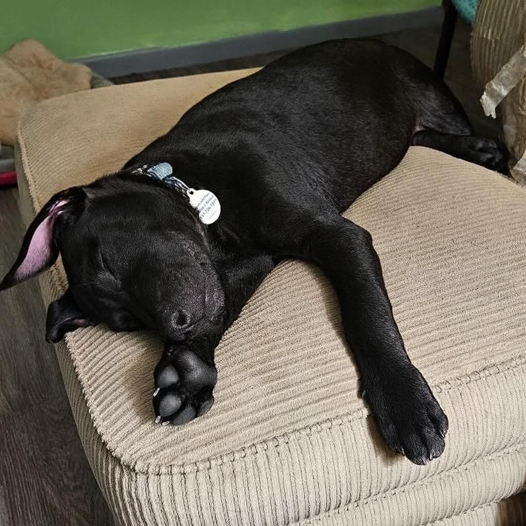 Miles, a Adopted mixed breed in Englewood, OH image 6/6