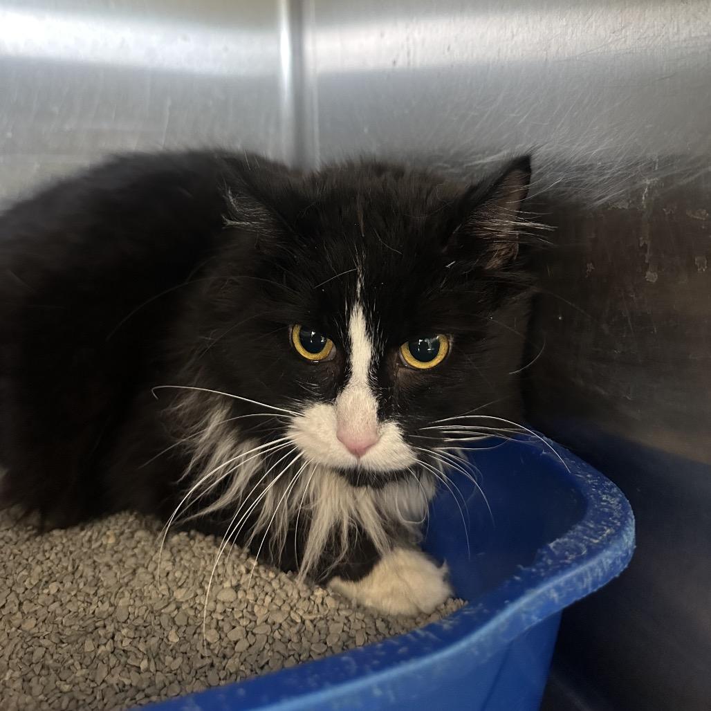 Xavier, Adoptable, Young Male Domestic Long Hair.