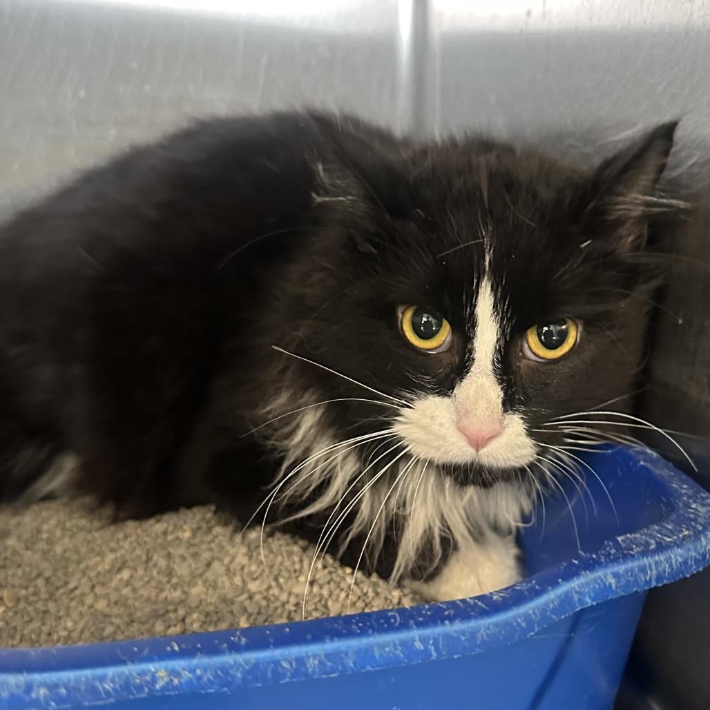 Enlarge Xavier, a Adoptable Domestic Long Hair in Columbia Station, OH image 2/2